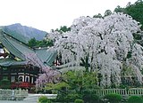 久遠寺しだれ桜