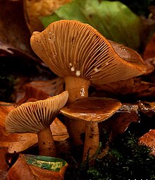 Lactarius subdulcis fruit bodies with prominent adnate gills. The shape, colour, density and other properties (for instance, the gills here leak latex) are important when identifying mushroom species. Lact.sub.jpg