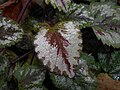 Lamium galeobdolon bargi