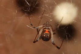 Latrodectus antheratus