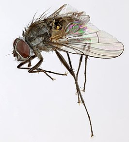 Limnophora maculosa