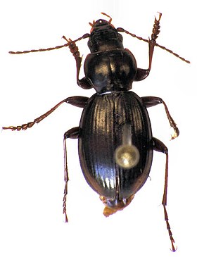 Loxomerus brevis