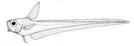 Lucigadus nigromaculatus