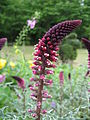 Lysimachia atropurpurea en art fra Søreuropa, her en dyrket form.