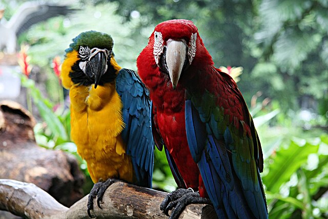 Blue-and-gold Macaw (Ara ararauna) on left and Green-winged Macaw (Ara chloropterus) on right. At Jurong Bird Park, Singapore. By Desmond Peh