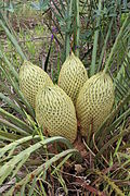 Hábito e cone de Macrozamia fraseri.