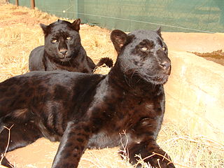 'n Swartluiperdpaar by die Rhino & Lion Natuurreservaat, Kromdraai, Suid-Afrika