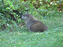 Gopher of Marist College in 2020