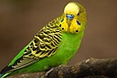 Melopsittacus undulatus -Zoo Atlanta-8a.jpg