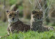 Mother and daughter northwest African cheetahs