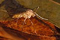 Mycetophila fungorum, un mosquitu» de la familia Mycetophilidae.