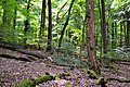 Boom met spechtenholen in het beukenbos van Serrahn in het Nationaal Park Müritz.