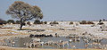 Parc national d'Etosha.