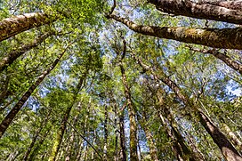 Nothofagus menziesii in Silver beech forest, Nelson Lakes National Park, New Zealand.jpg