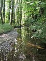 Der Oetternbach im Naturschutzgebiet "Oberer Oetternbach"