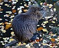 Nutria