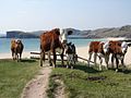 Cattle on the southern path to the beach