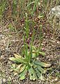 Ophrys speculum Mallorca 01.jpg