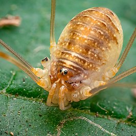 Opilio canestrinii