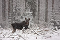 Väiku pilt 1. vahtsõaastakuu 2013, kell 17:07 kujolõ