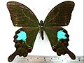 Papilio paris nakaharai♂ (背面)