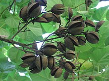 A cluster of empty brown roughly circular pods that are split lengthwise into two halves hinged together on the end connected to a branch. The roughly two dozen pods are distributed among about five small twigs on a tree branch, against a background of green leaves.