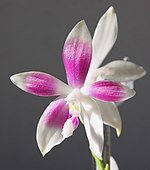 Phalaenopsis speciosa 1.jpg
