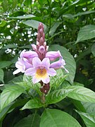 Flores de Phlogacanthus turgidus.