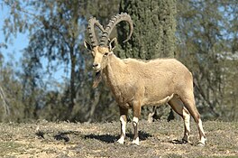 De Nubyske stienbok (Capra nubiana).