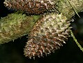 Pinus muricata, šiška na dospělém stromě v parku Vogrie Park, Midlothian, Skotsko, Velká Británie.