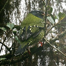 Gebandeerde cotinga