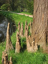 Pneumatophores d’un Taxodium ascendens 'nutans' (Cyprès des étangs).