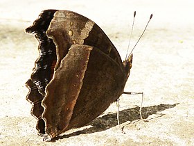 Fotografia de P. archesia, em Pretória, África do Sul, mostrando sua padronagem de "borboleta-folha" em vista inferior.