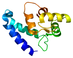 Protein AIF1 PDB 2d58.png