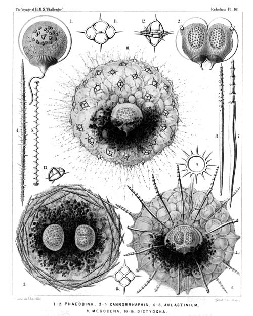 Plate 101.