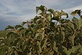 Feuilles de Solanum lycocarpum