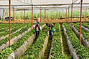 Strawberries in Vara Blanca