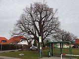 Naturdenkmal Friedenslinde in Reddeber, ND 0028WR