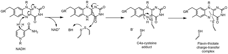 Редуктивна полуреакция на глутатион редуктаза.png