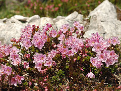 Description de l'image Rhodothamnus chamaecistus.jpg.