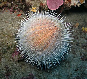 The sea urchin