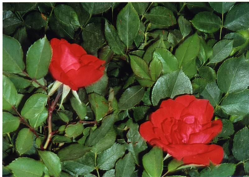 http://upload.wikimedia.org/wikipedia/commons/thumb/4/4b/Rosas_rojas.jpg/800px-Rosas_rojas.jpg