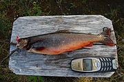 北極岩魚（英語版）は北部地域でのみ海で獲れる。鱒も湖や川でよく採れる。