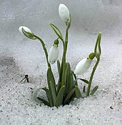 Jeune plante en hiver.