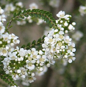 Scholtzia oligandra