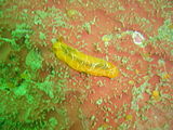 Scribbled nudibranch Doriopsilla miniata is occasionally seen. It favours the pale yellow turreted sponge, but is also seen in other places.