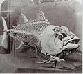 1857年在马德拉岛捕捞的蓝鳍金枪鱼骨骼