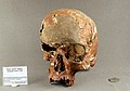 Skull (front) - Dolmen de Marie Gaillard MHNT ANT 2017 0 54.jpg
