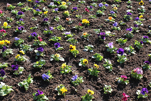 Stemorsblomster pansies