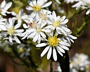 Close-up of the flowers